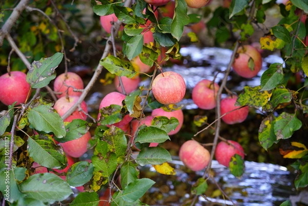 Fototapeta Branch of apple tree with many ripe red apples