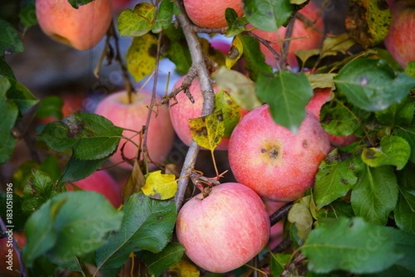 Fototapeta Branch of apple tree with many ripe red apples