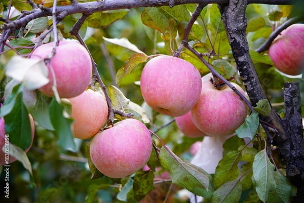 Fototapeta Branch of apple tree with many ripe red apples