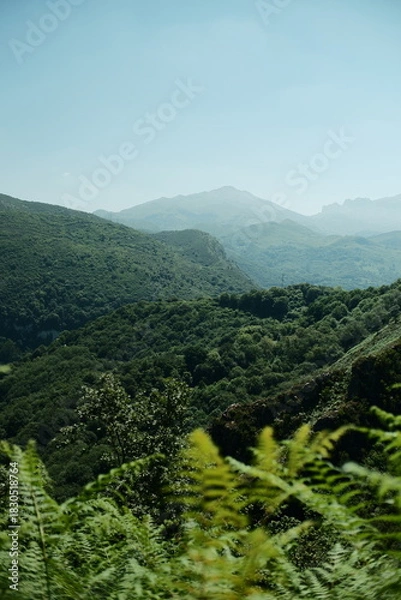 Fototapeta Vertical abstract landscape with ferns in the foreground, green forest-covered mountains in the background and a blue sky on a sunny summer day. Northern Spain nature 