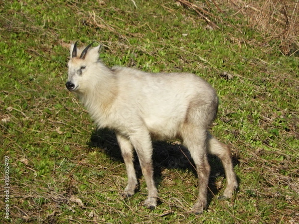 Obraz ニホンカモシカ