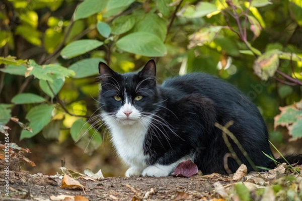 Fototapeta a white and black mixed cat looking at you