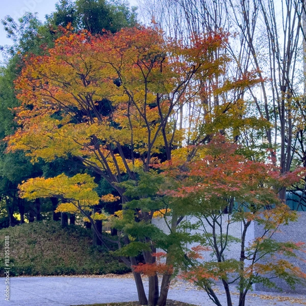 Obraz 都心散歩　汐留の街路樹の紅葉