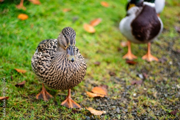 Fototapeta A female wild duck looks at the camera while walking
