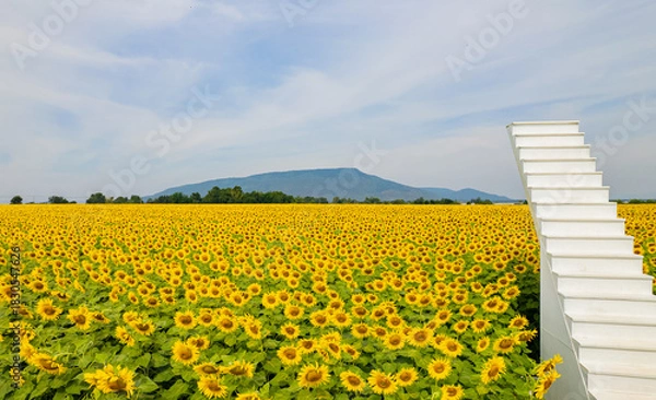 Fototapeta The sunflower garden is in full bloom and there is a white staircase in the middle of the garden.