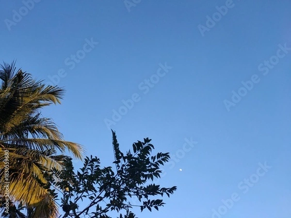 Obraz palm tree against blue sky