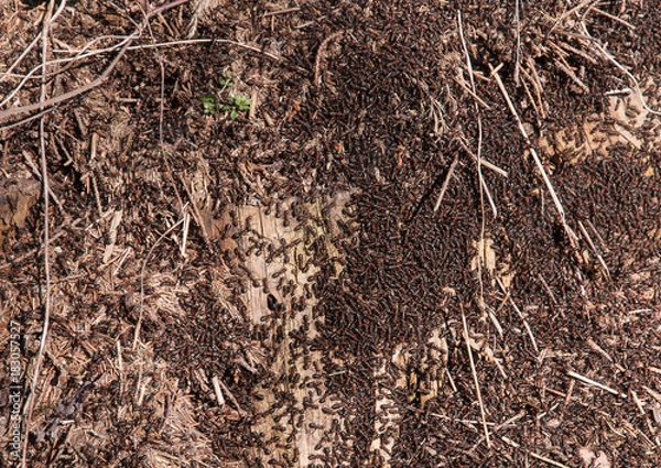 Obraz Anthill
