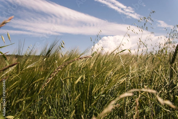 Obraz Grain in the wind