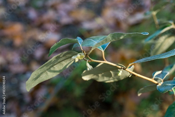 Obraz Green leaves on Elaeagnus ebbingei or silverberry, or oleaster ornamental shrub branch with small white flower buds, set against  blurred natural background