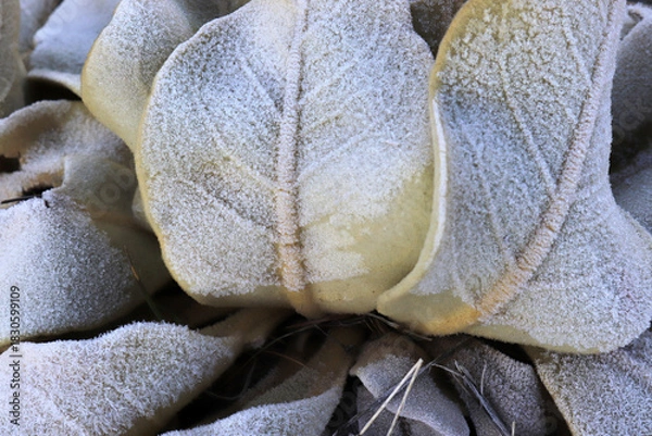 Obraz dew on the mullein plant