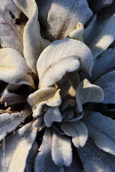 Obraz dew on the mullein plant