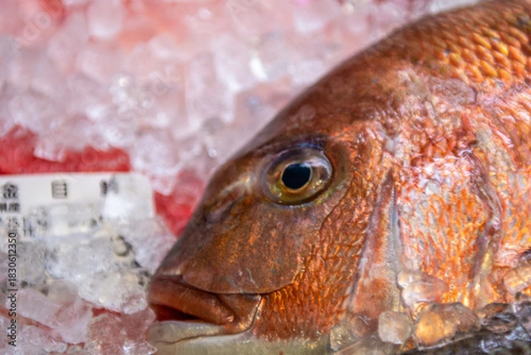 Obraz close up of a fish at the market