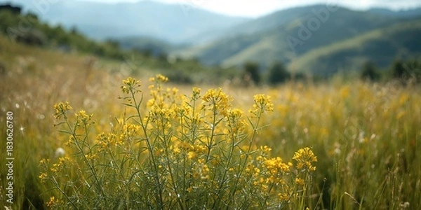 Obraz Dutch Tulip fields with a windmill in the background, seasonal bloom as a landscape feature