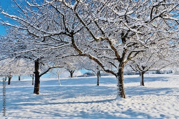 Obraz Verschneite Obstbäume 