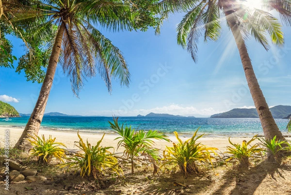 Obraz Beach with palm trees and white sand