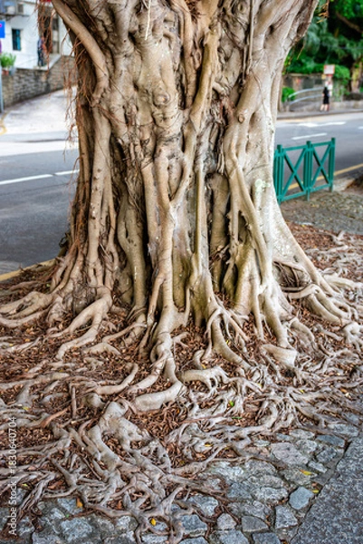 Fototapeta tree roots and tree trunk