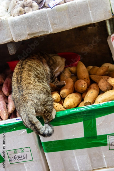 Obraz cat in the market