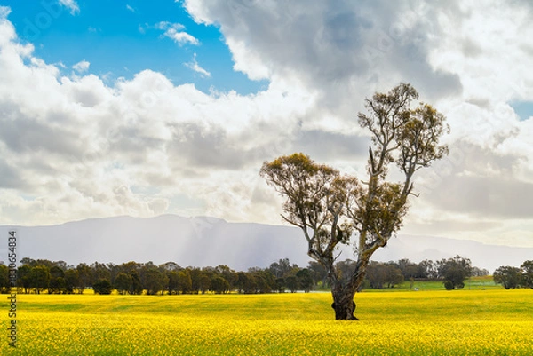 Obraz Scenic spring landscape with blooming canola, gum tree and dramatic sky during springtime