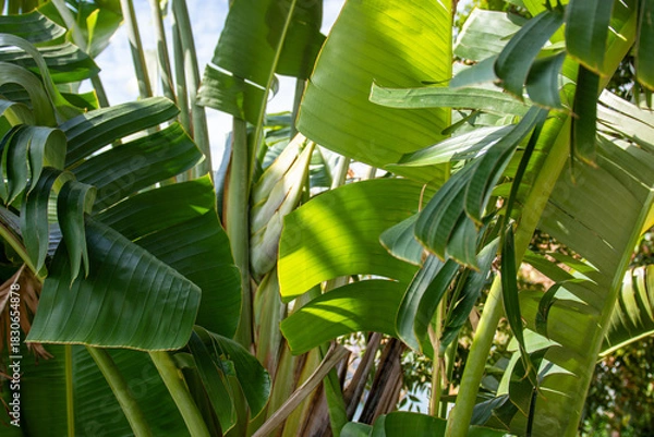 Obraz banana leaves in the garden