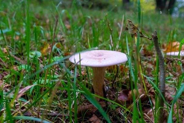 Obraz A mushroom on a tall stalk with a white cap resembling a saucer in a field among green grass. Trooping Funnel. Infundibulicybe geotropa