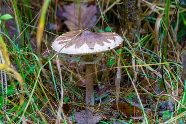 Obraz A light-colored poisonous mushroom with a brown spot on its cap, standing on a tall stem among dry grass. Parasol