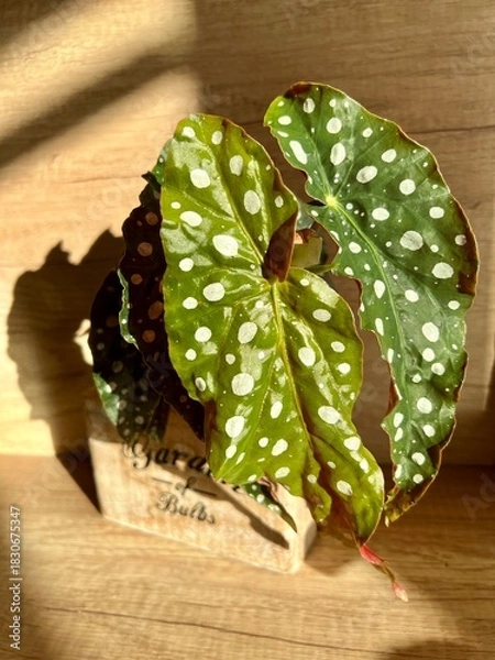 Obraz Begonia Maculata Wightii plant