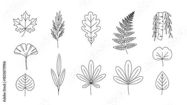 Obraz A Collection of Twelve Assorted Botanical Leaf Line Art Icons in a Flat Design Style