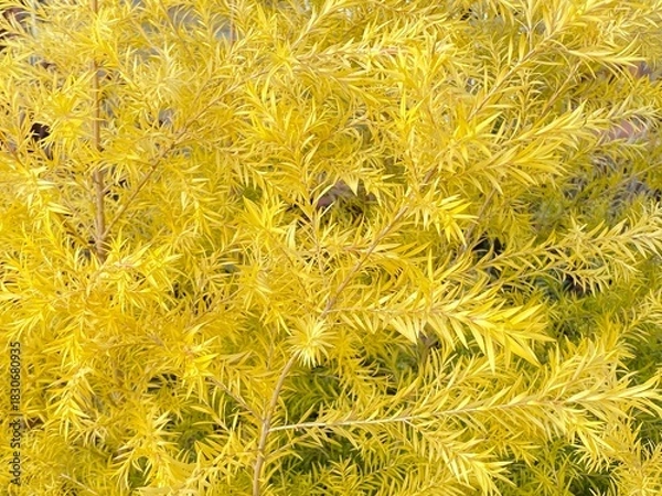 Obraz Food　食べ物