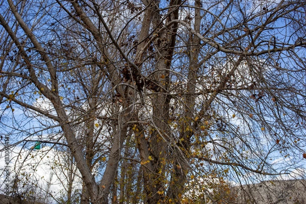 Obraz Bare winter tree branches against cloudy blue sky