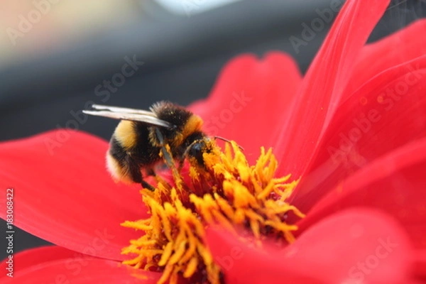 Fototapeta Bee on a flower
