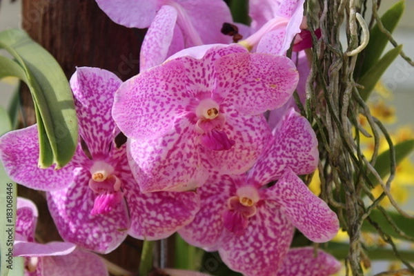 Fototapeta Pink flower