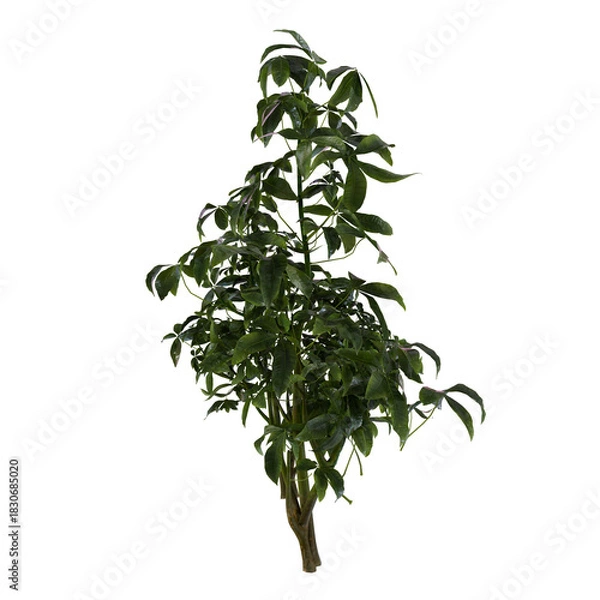 Fototapeta tree isolated on white