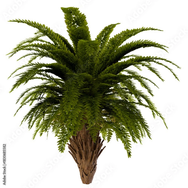 Obraz palm tree isolated