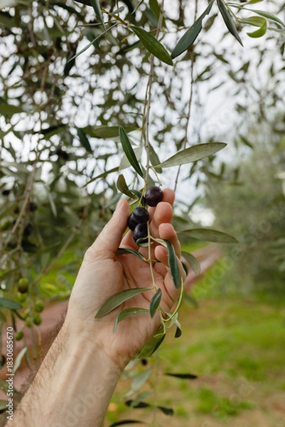 Fototapeta Hand selecting black olives on Olea europaea branch in grove. Manual harvesting and agricultural quality control.