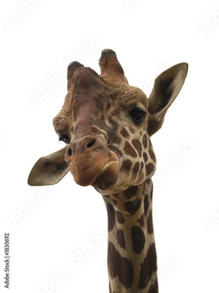 Fototapeta giraffe