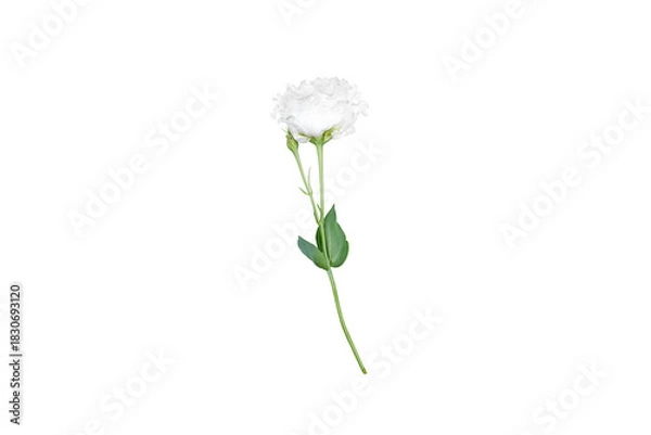 Obraz White eustoma flower isolated on transparent background