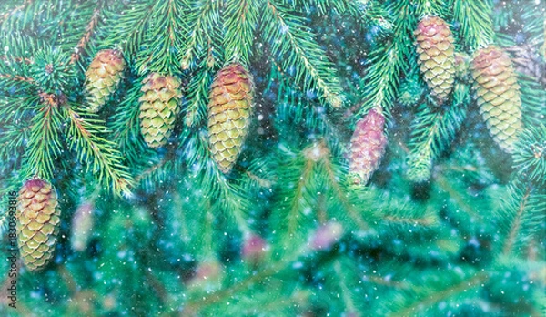 Obraz Vibrant pine cones on evergreen branches with falling snow, winter holiday background