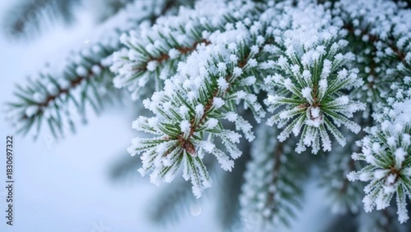 Obraz Serene evergreen spruce branch delicately cloaked in intricate crystalline hoarfrost, evoking a tranquil and crisp natural winter landscape