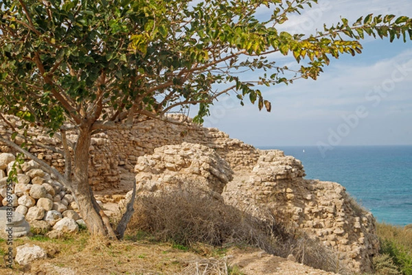 Obraz tree on the beach