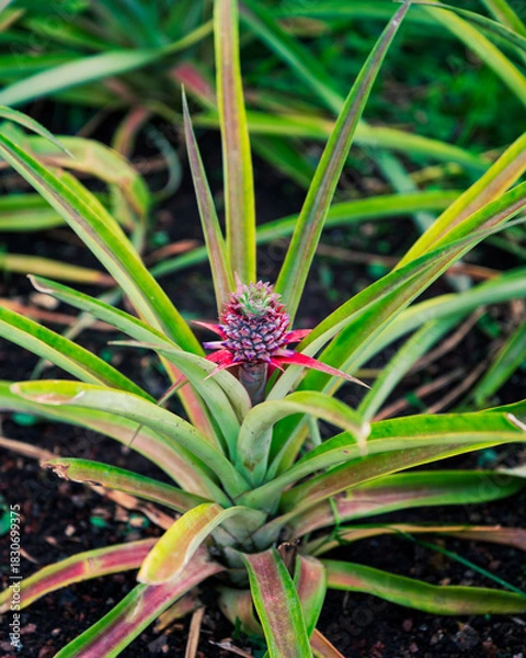 Obraz Baby Pineapple Sprout