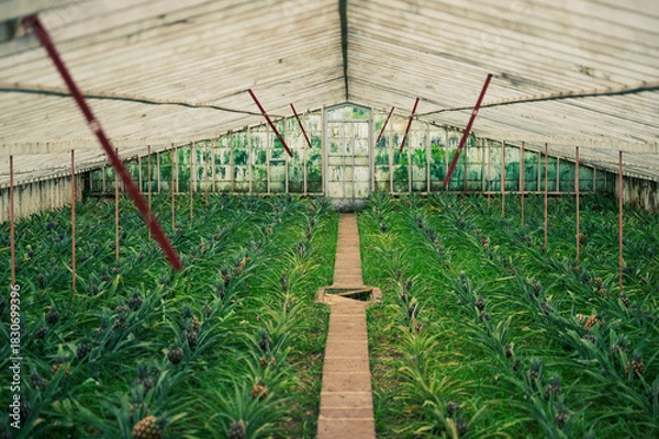 Obraz Pineapple Greenhouse Harvest