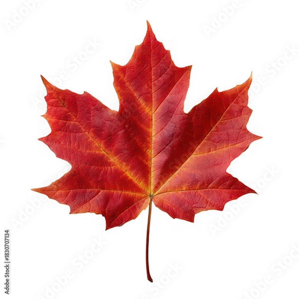 Fototapeta Vibrant red maple leaf autumn symbol of canada isolated on transparent background
