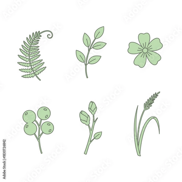 Fototapeta Delicate botanical illustrations of fern flower berries and grass in soft green hues simple design