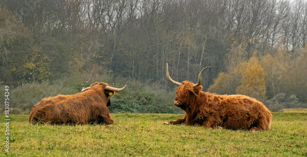Obraz Highland cows from Scotland, widely introduced in the Netherlands to avoid vegetation overgrowth in natural areas