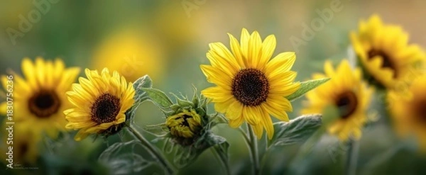 Fototapeta The Sunflowers in Bloom with Soft Bokeh Background and Vibrant Yellow Petals