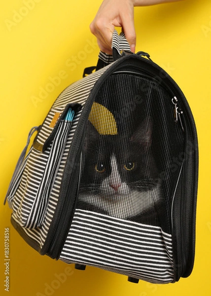 Obraz Vertical photo format. A Stylish Cat Carrier featuring an adorable Cat against a Bright Background that pops