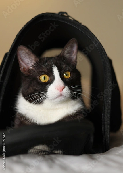 Fototapeta Vertical photo format. A Stylish Cat Carrier featuring an adorable Cat against a Bright Background that pops