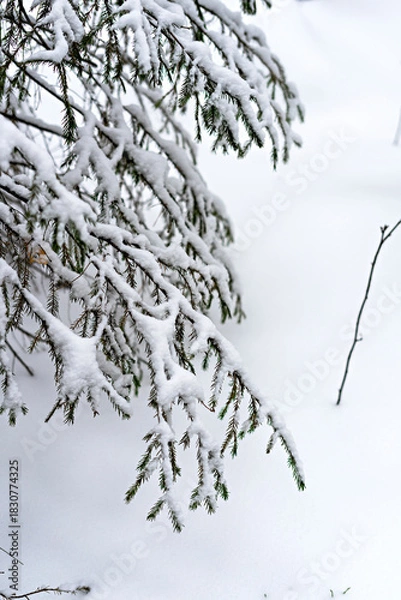 Fototapeta Close-up of coniferous tree branches covered with snow, spruce or pine in a forest with snowdrifts, winter landscape