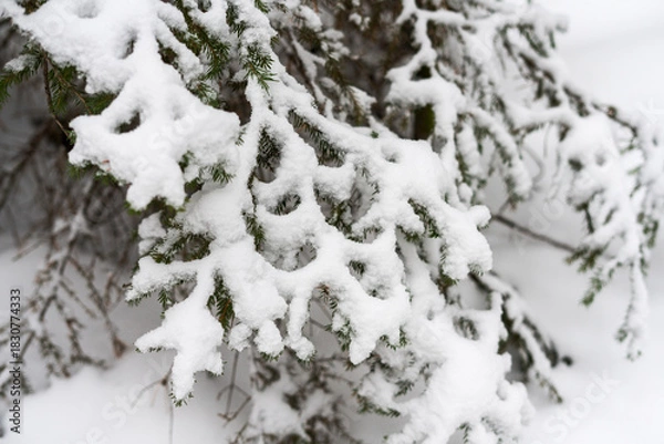 Fototapeta Snow-covered branches of evergreen spruce tree in a winter landscape. The scene captures the beauty of nature during the snowy season