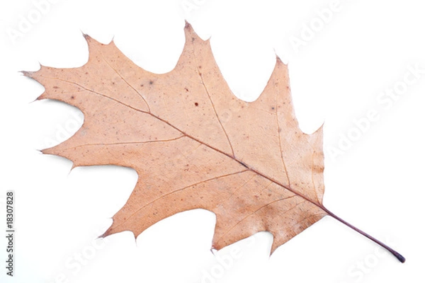 Obraz Autumn yellow leaf isolated on white background